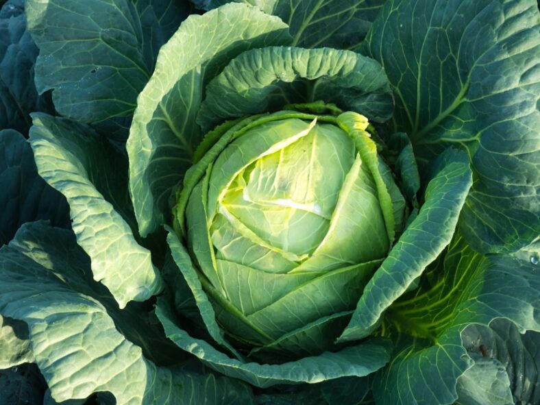 Autumn Vegetables Cabbage Unsplash
