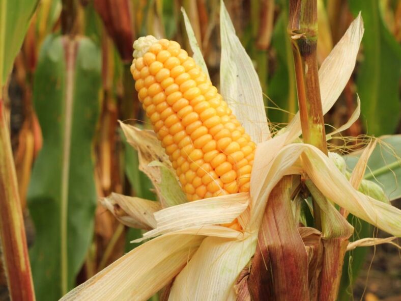 Autumn Vegetables Sweetcorn Unsplash