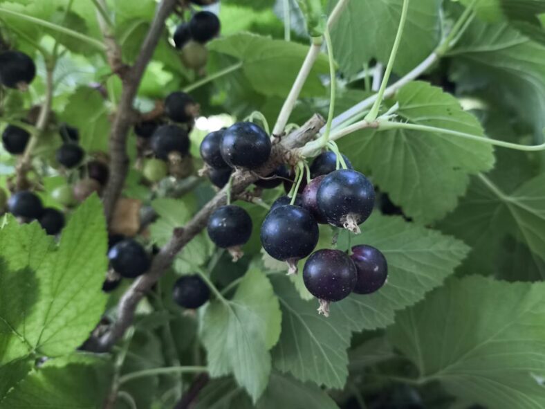 Blackcurrants, Currants, Unsplash